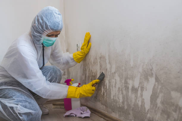 Mold Testing and Removal in Weyauwega, WI