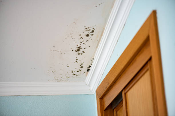 Best Crawl Space Mold Removal  in Weyauwega, WI