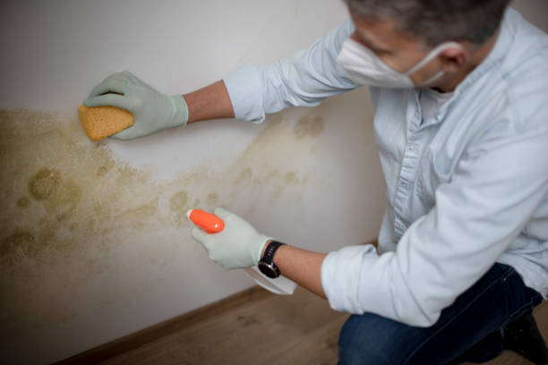 Best Mold Testing  in Weyauwega, WI