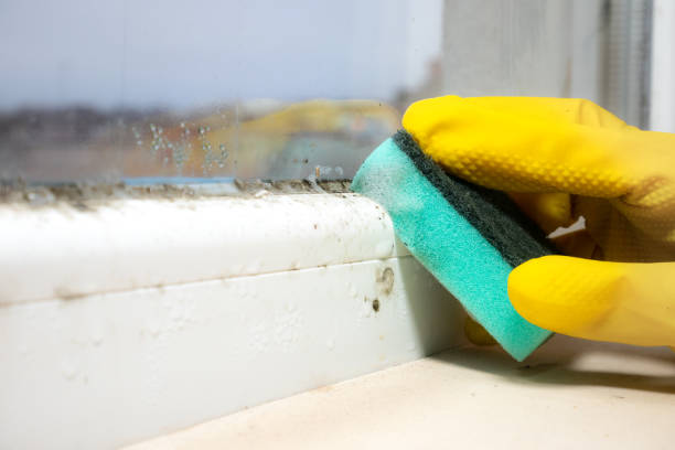 Mold Removal and Inspection in Weyauwega, WI