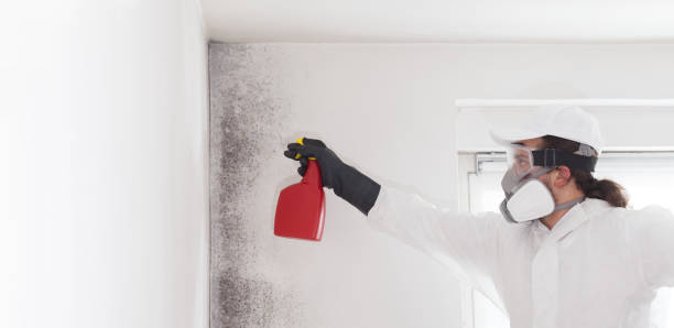 Best Attic Mold Removal  in Weyauwega, WI