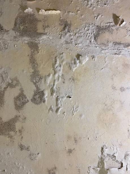 Professional Mold Removal in Weyauwega, WI