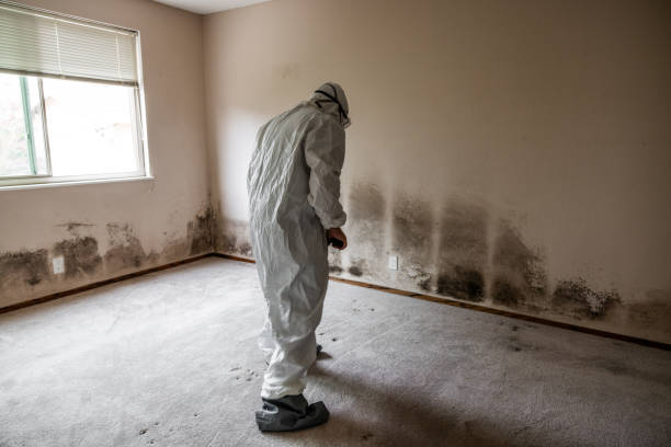 Best Toxic Mold Removal  in Weyauwega, WI