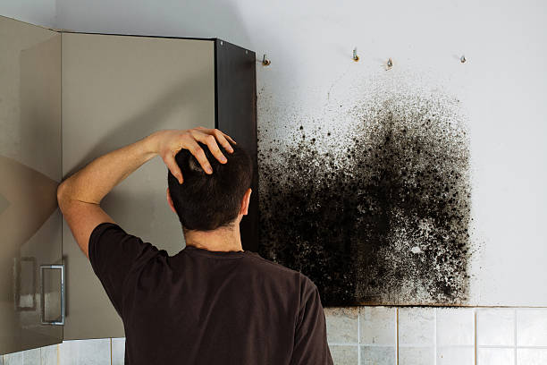 Best Mold Damage Repair  in Weyauwega, WI