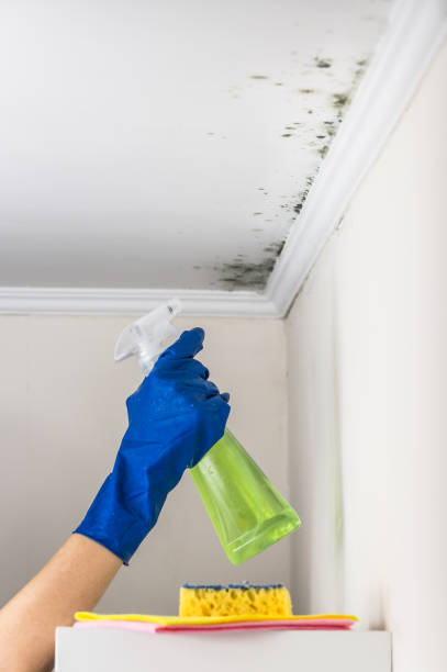 Best Mold Damage Repair  in Weyauwega, WI